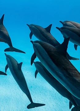 Delfini în laguna Sataya