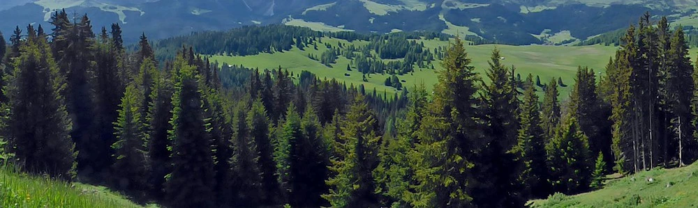 Pădure de brazi în Alpi