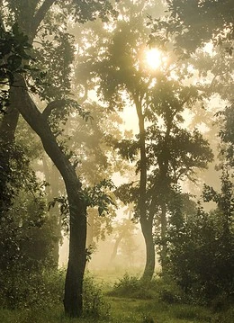 Parcul Național Chitwan