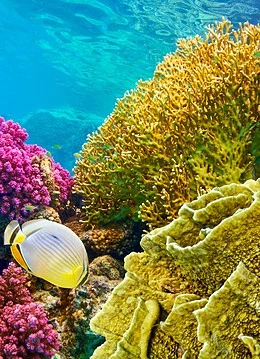 Recif de corali