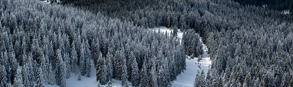 Pădurea dim Pamporovo acoperită cu zăpada