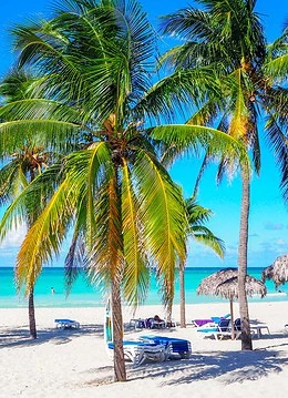 palmieri pe o plajă cu șezlonguri