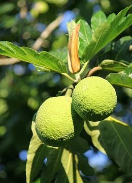 Copacul de pâine din Polinezia Franceză