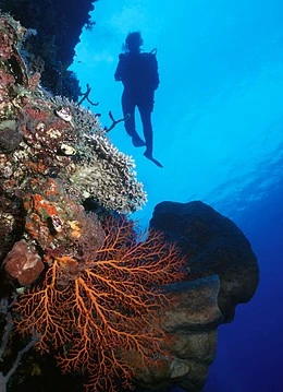 Un scafandru într-un recif de corali
