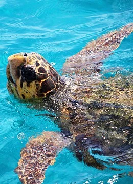 O țestoasă în apă