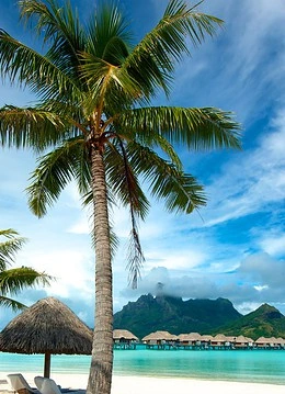 Plajă exotică cu palmieri și apă turcoaz