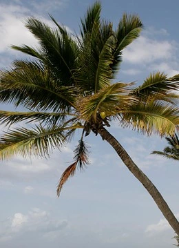 Un copac exotic de pe o plajă din Mombasa
