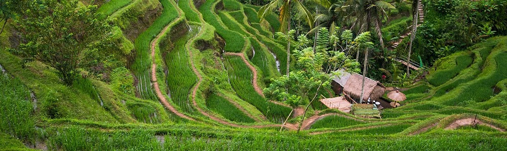 Terasă de orez din Ubud