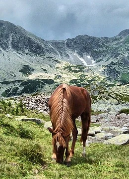 Un cal pe un drum muntos