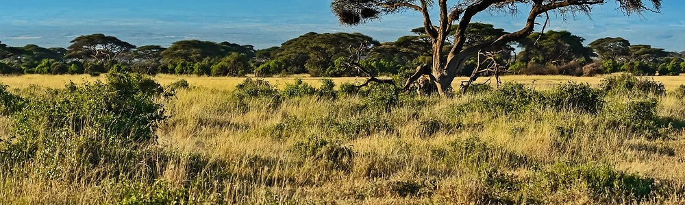 O zonă cu iarbă din Kenya