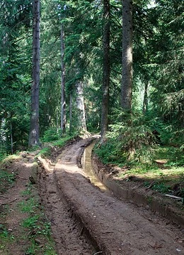 Un drum în pădure