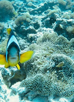 Pești și corali sub apă