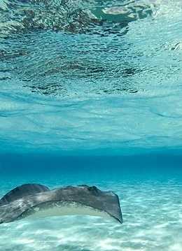 Viața subacvatică din Cayman
