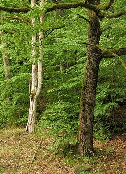 O pădure naturală