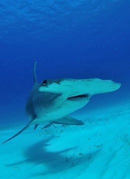 Rechin ciocan în Insula Bimini