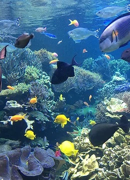 Pești colorați într-un recif de corali