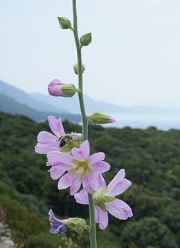 O plantă din Parcul Național Dilek