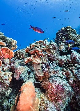 Snorkeling printre recifele de corali și pe lângă pești
