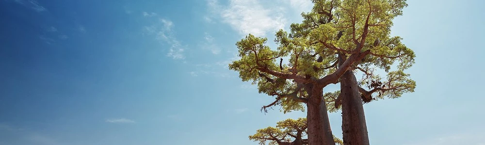 Un copac din Madagascar