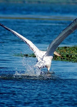 Un pelican pe lângă apă