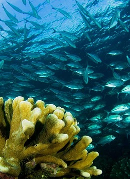 Corali și pești sub apă