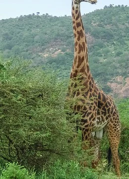 O girafă în parcul național din mombasa