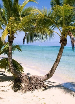 Palmieri pe o plajă din Fiji