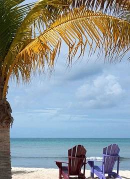 O plajă cu scaune și palmieri